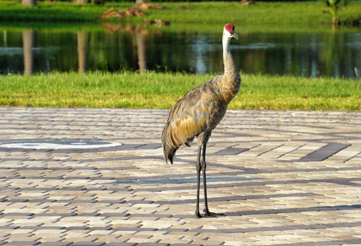 Recently I stepped out to walk the labyrinth, only to find that I would need to wait my turn.
