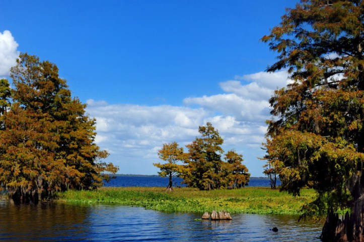 Blue Cypress Lake
