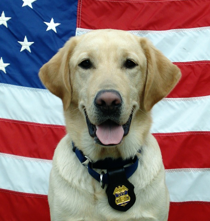 Darel Retired ATF Explosives Detection Dog