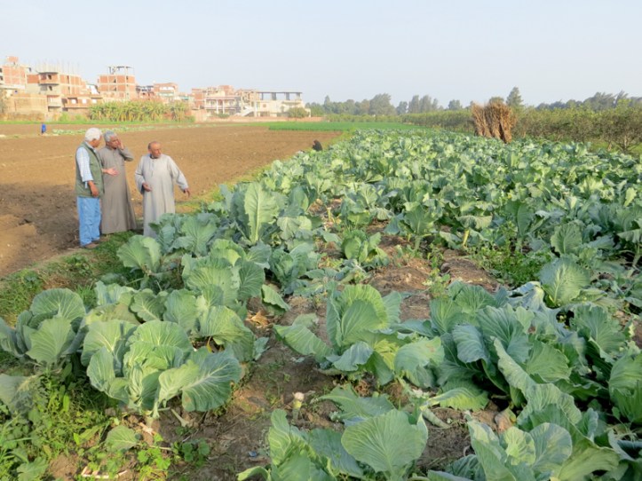 Egypt - a land of cabbage and kings