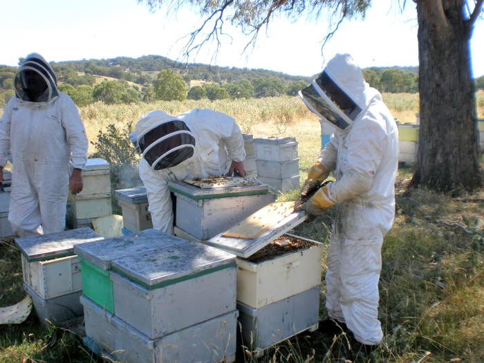 Bee keepers at work in Australia