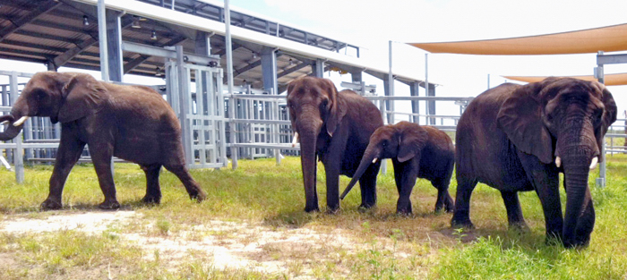 Elephant Center - first family group in paddock