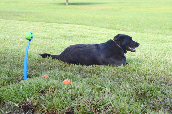 Addie at Panzer's grave