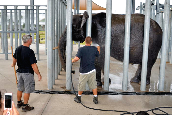 IV.071813.Elephant Center.3