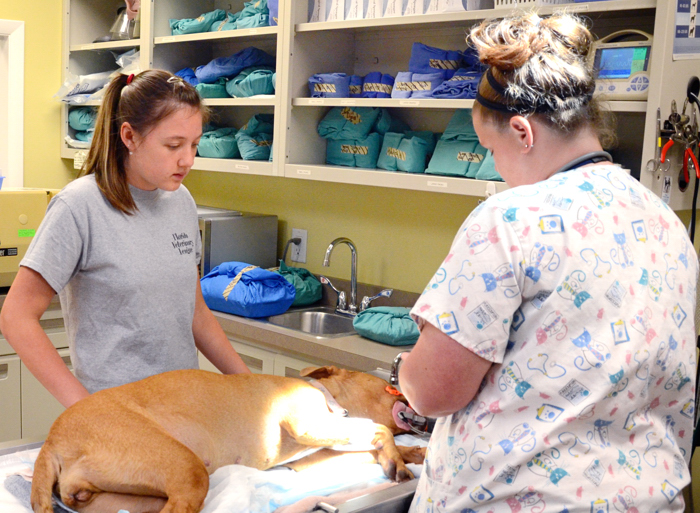 Alyson Krieger, a summer intern at Florida Veterinary League, assists Annie Parker