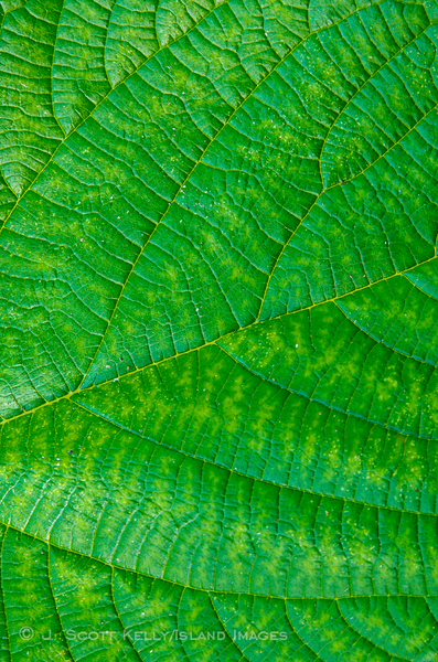 Photo by J. Scott Kelly/Adventure Photography