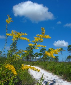 St. Sebastian River State Park