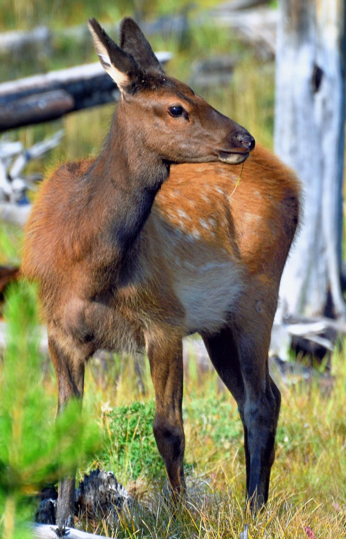 Yellowstone National Park