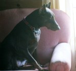 Bella is poised and dignified until she barks