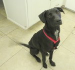 Ebby is our latest (and fourth) acquisition,