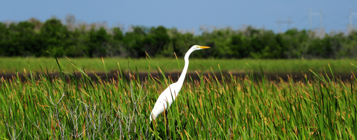 Everglades 38