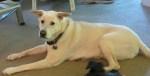 Willie is 15 years old and slimmed down to 105 pounds.