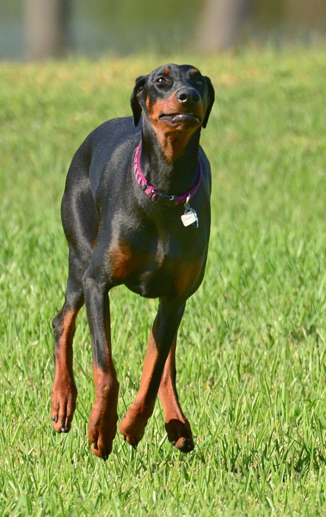 DRH 111913 - Angel on the run