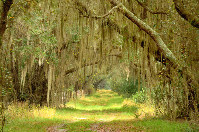 Hickory Hammock Wildlife Management Area