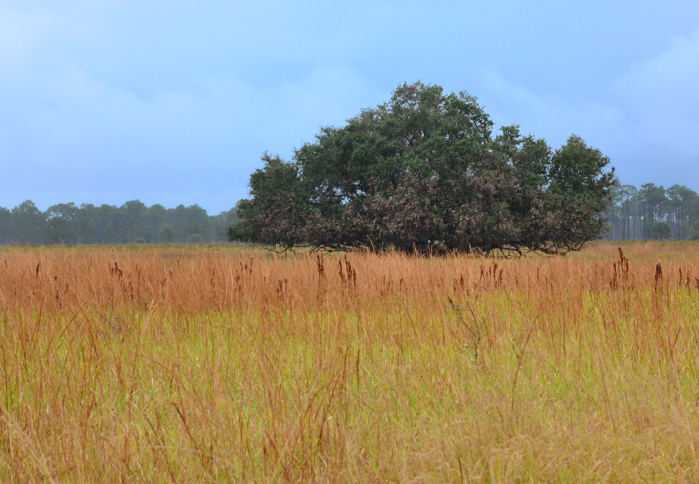 Lake Kissimmee State Park