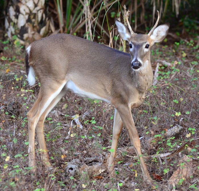 Lake Kissimmee State Park/Mark Schumann
