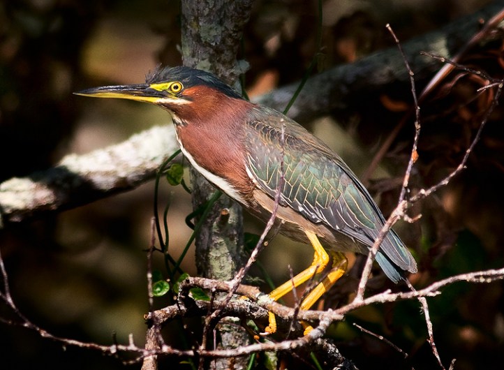 Photo by Bob Barbour at www.BobBarbourPhotography.com.