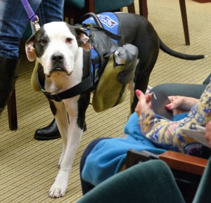 Rescue dog, Mac Greene, delivered to the City Council today 2700 petitions in support of establishing a dog exercise area in MacWilliam Park.