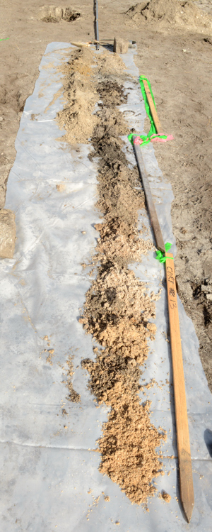 The Vero Man site is one of only two locations in the U.S. where fossilized human remains have been found alongside those of Ice Age mammals.