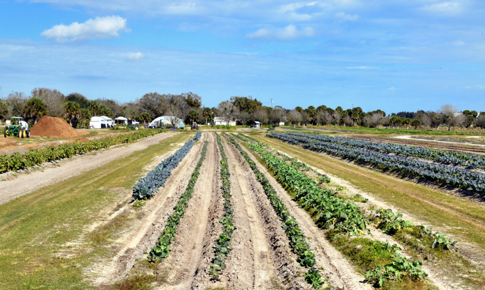 Shining LIght Garden, on 49th Street west of 66th Avenue, where vegetables and herbs are raised to feed the needy and flowers are grown to share with patients at Hospice House.