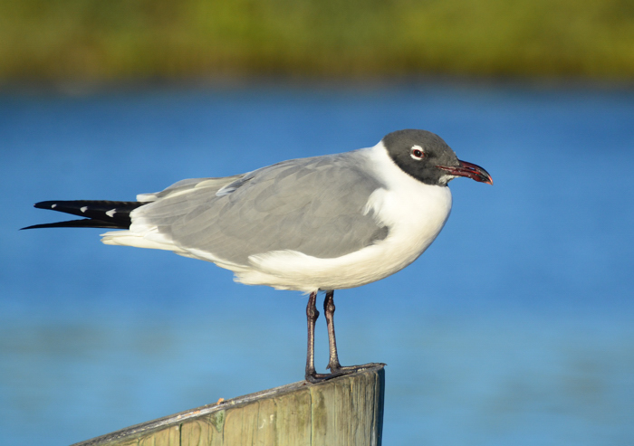 Feb. 27 - Daily Ray of Hope.B