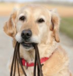 Leashed Dogs
