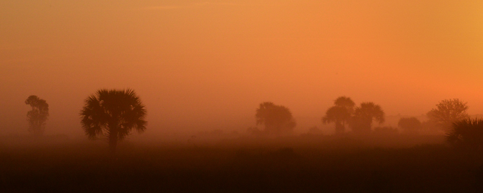 Kissimmee Prairie Preserve