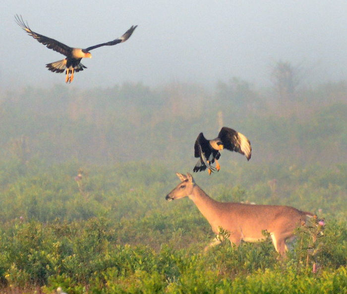 Kissimmee Prairie Preserve
