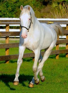 White Bliss, a harness horse, training at Palema Trotting west of Vero Beach.
