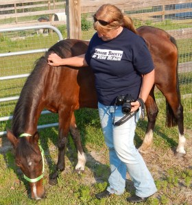 Humane Society of Vero Beach and IRC Director of Animal Protection Ilka Daniel monitors Rosie, one of two malnourished horses currently being cared for by the shelter. Both Rosie and a horse named Billy were voluntarily surrendered to the shelter by their owner.