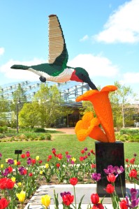 NATURE CONNECTS hummingbird 1