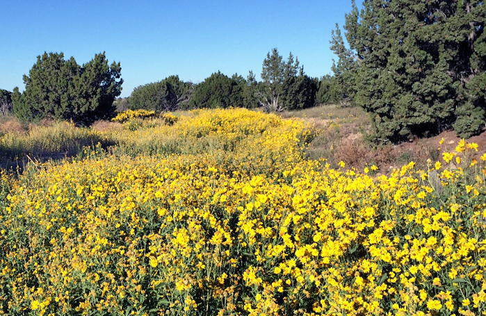 Field of Flowers 9-4-14B