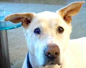 Willie staring at me for attention