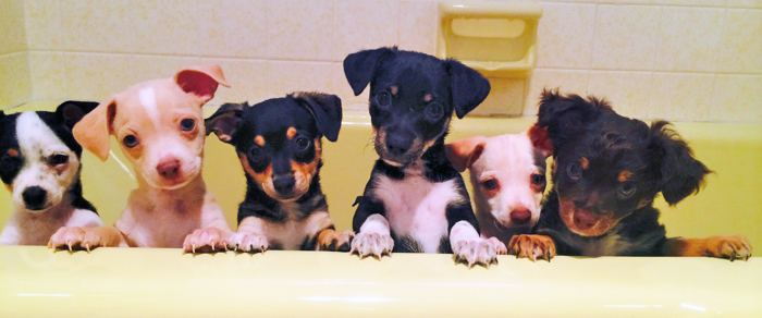Six puppies being fostered in Jacque Petrone's home say 'good morning' to their rescuer.
