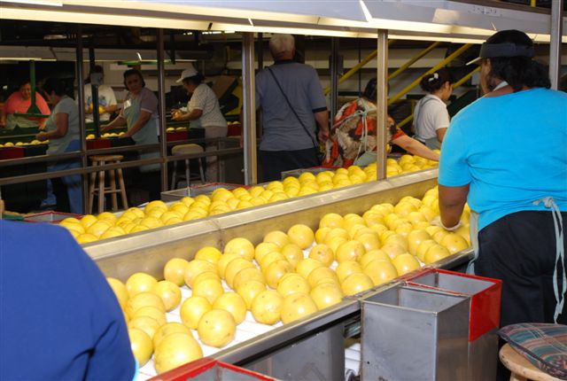 Indian River grapefruit shipments are less than half their peak years.