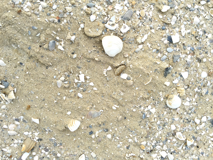 Rather than pump sand from offshore to restore dunes and beaches, the Indian River County Commission chose to use what is supposedly beach-comparable sand mined west of town. One of those mines is owned by County Commission Chairman Wesley Davis' brother, Brian Davis.