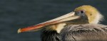 This weekend - Brown-Pelican-Jim-Angy-cropped-2395864_954x375
