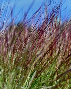 colorful grass_052015_b