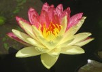WATERLILY