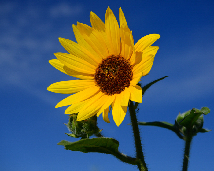 Sunflower_1B_071515