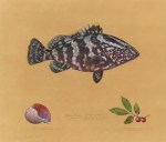 Grouper by James Prosek