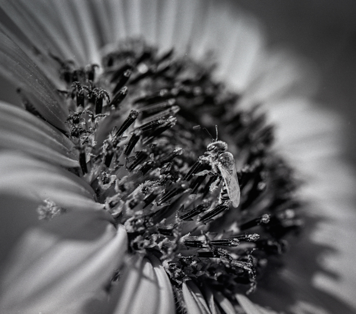 Bee_Macro_Pentax 67_2_RH 090415