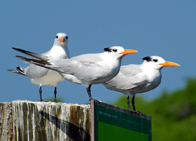 Everglades City_111315