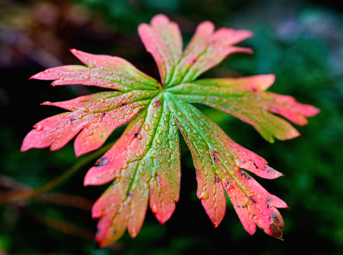 Into The Woods_051115