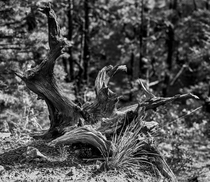 Into the Woods_120615