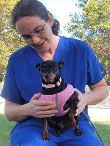 Ellen Fraizer, an Animal Care Supervisor, comforts Bambi, a four-year-old miniature pinscher. Bambi was one of nearly 300 dogs recently rescued from an alleged Arkansas puppy mill.