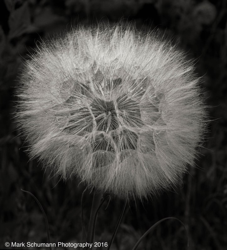 Dandelion_061416