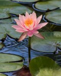 weekend - 2016 McKee Waterlily Celebration