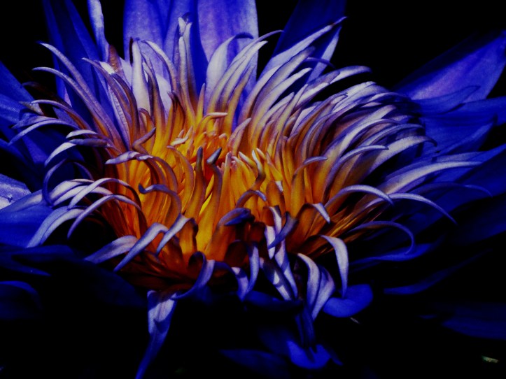 People's Choice Winner - Shelley Stang, Ft. Pierce, FL